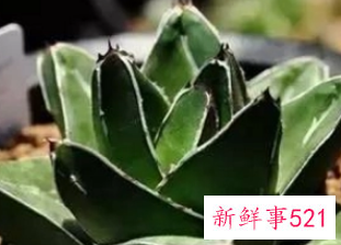 多肉的汁液能干什么