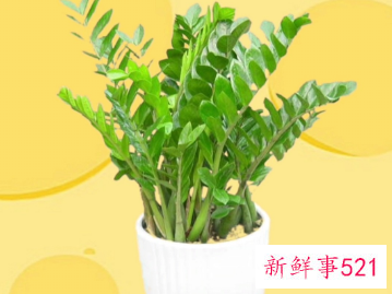 寓意好运招财的植物