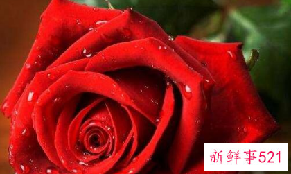 什么花寓意着家庭幸福