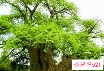 梦见挪开树什么意思