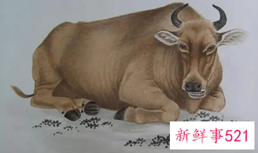 男人属牛和什么生肖配