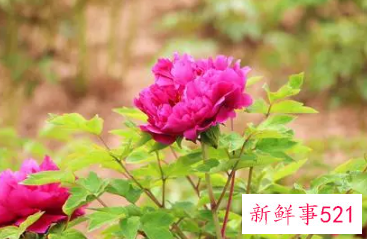 什么花寓意着家庭幸福