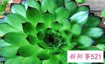 多肉的汁液能干什么