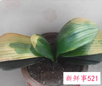 君子兰叶片晒伤怎么办