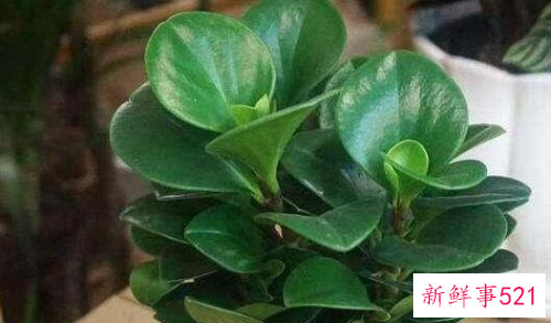 碧玉的浇水方法和注意事项