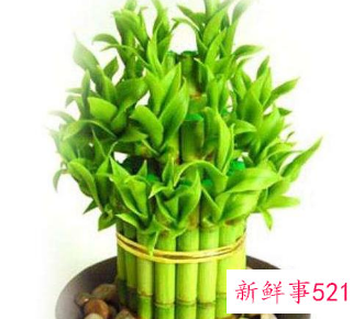 寓意好运招财的植物