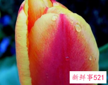 什么花寓意着家庭幸福