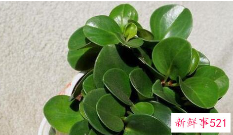 碧玉的浇水方法和注意事项