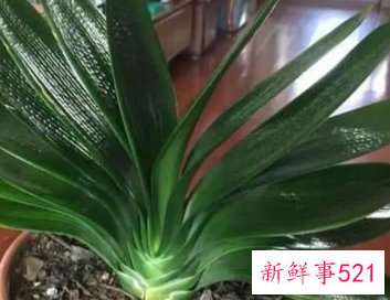 君子兰叶片晒伤怎么办