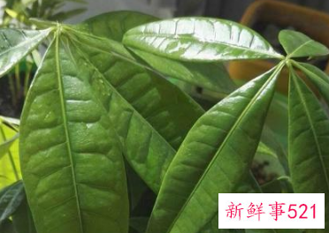 十二星座专属幸运花朵