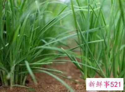 哺乳期不能吃什么蔬菜