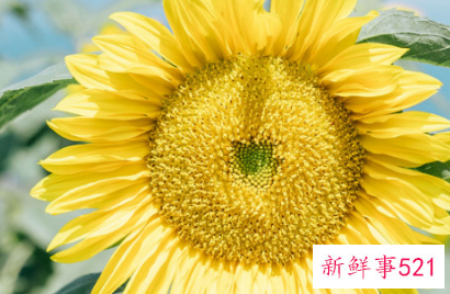 送花送向日葵的含义