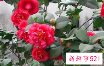 十二星座专属幸运花朵