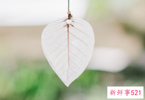 太阳水瓶月亮金牛的性格解析