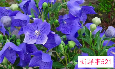 十二星座专属幸运花朵