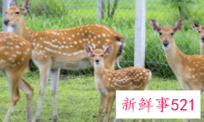 鹿摆件及摆放位置办公室