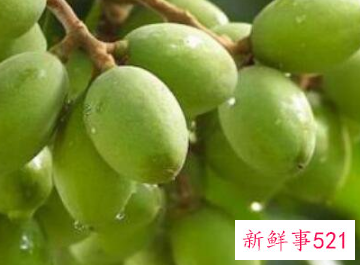 橄榄粉的功效与作用