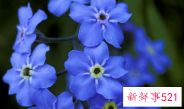 十二星座专属幸运花朵