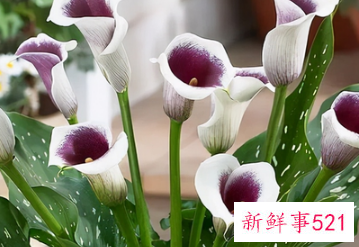 十二星座专属幸运花朵