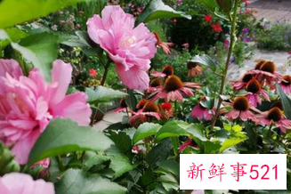 十二星座专属幸运花朵