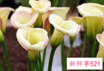 十二星座专属幸运花朵