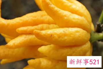 十二星座专属幸运花朵