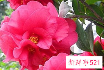 十二星座专属幸运花朵