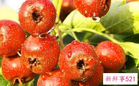 山楂真的可以减肥的吗