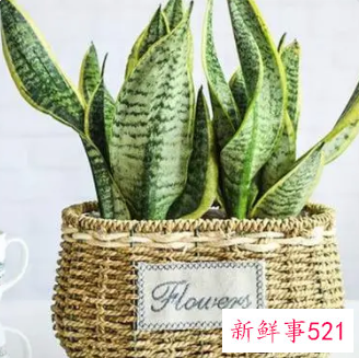 虎皮兰一个月浇一次水吗