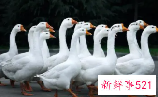 梦见很多大鹅是什么意思