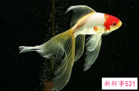 世界上最大的金鱼