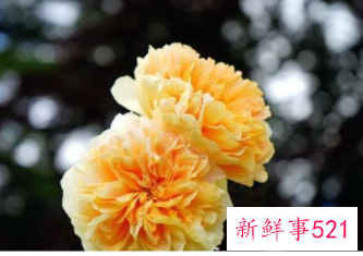 射手女平时很低调