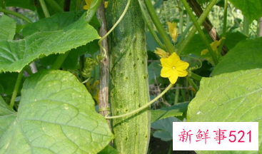 山黄瓜和普通黄瓜哪个好