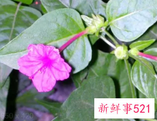 胭脂花根的食用方法