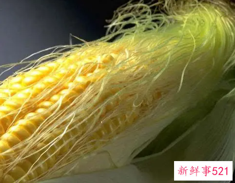 玉米须的功效与作用能治高血压吗