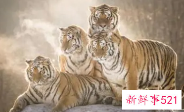 属虎取什么名字旺财运