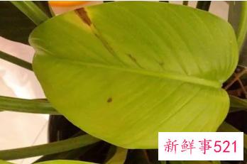 金钻烂叶怎么办