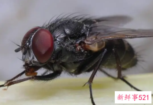 梦见很多苍蝇有什么预兆