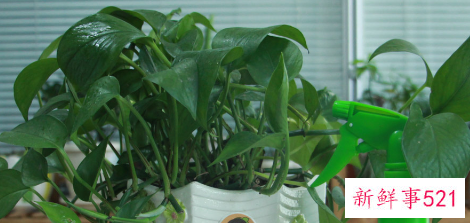 一根绿萝如何变成一盆