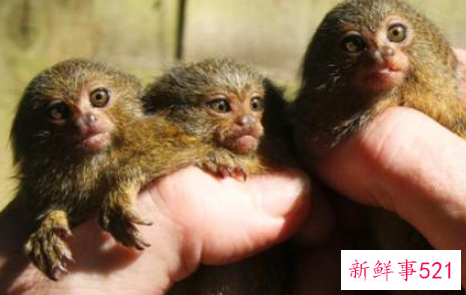 世界上最小的动物