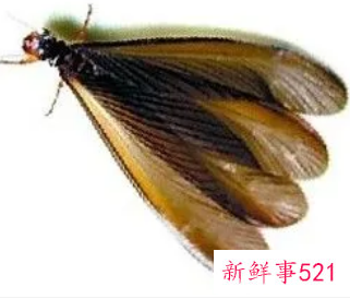 下雨天会出现的黑色翅膀虫子