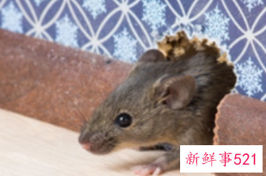 梦见老鼠在菜里