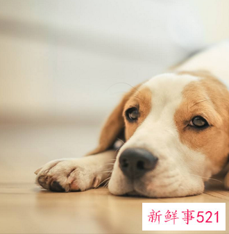 狗年出生的人的命运