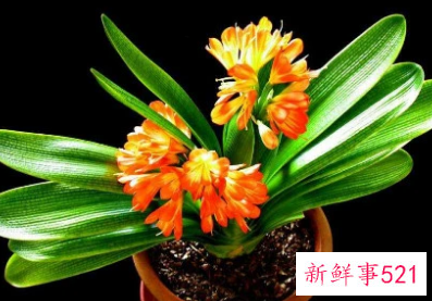 开运旺财的风水植物