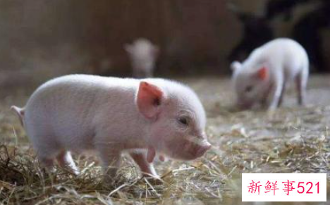 世界上最小的动物