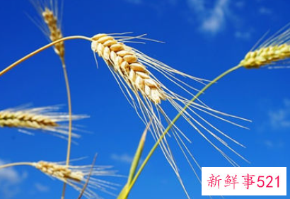 大麦摆放风水禁忌