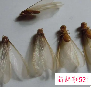 下雨天会出现的黑色翅膀虫子