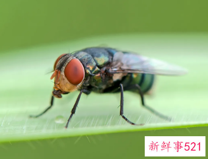 梦见很多苍蝇有什么预兆