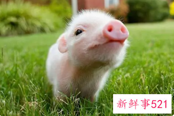 给猪宝宝起名字