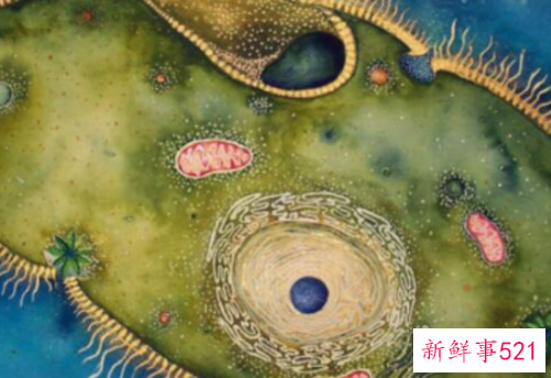 世界上最小的动物